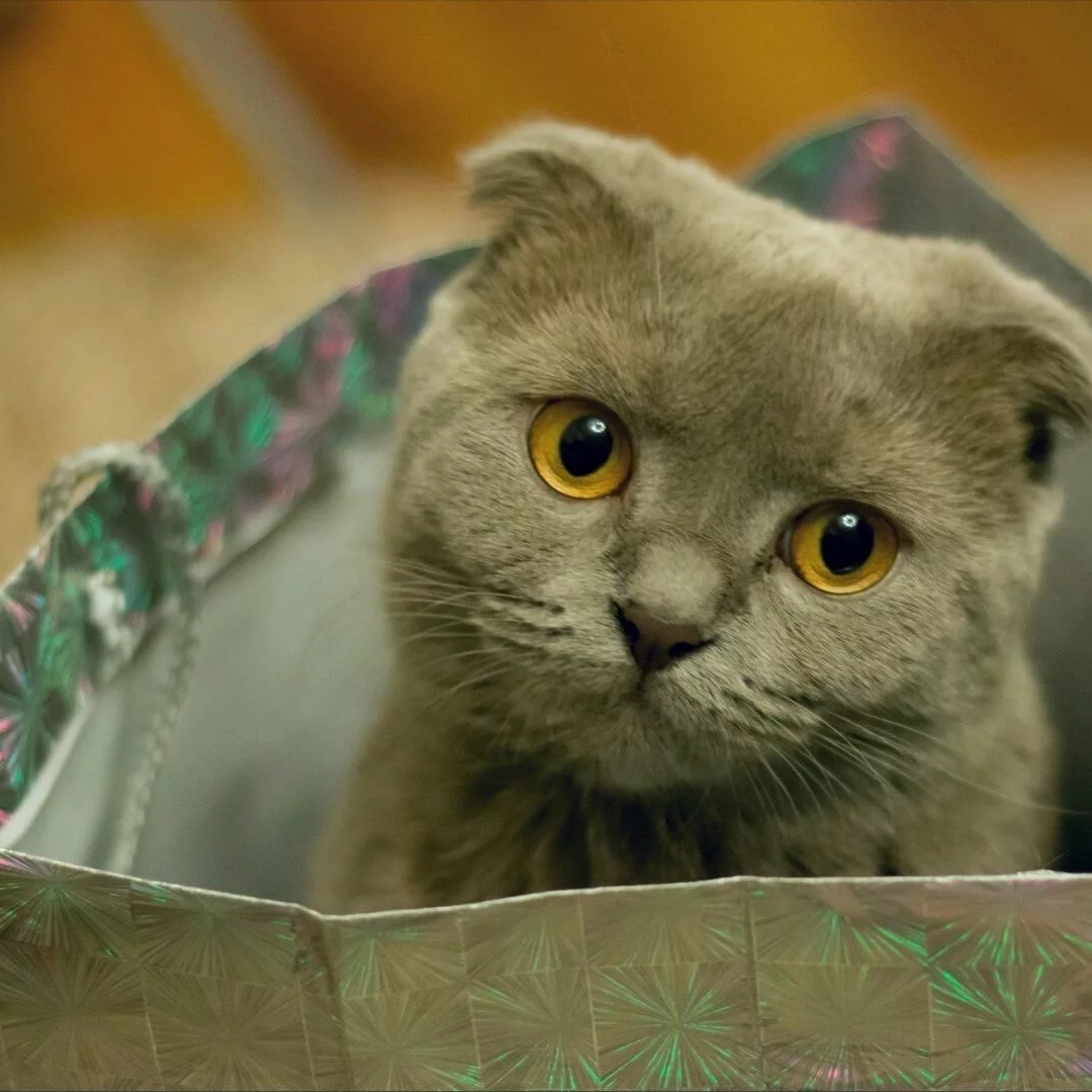 一只灰色的折耳猫好奇地向外张望头像图片