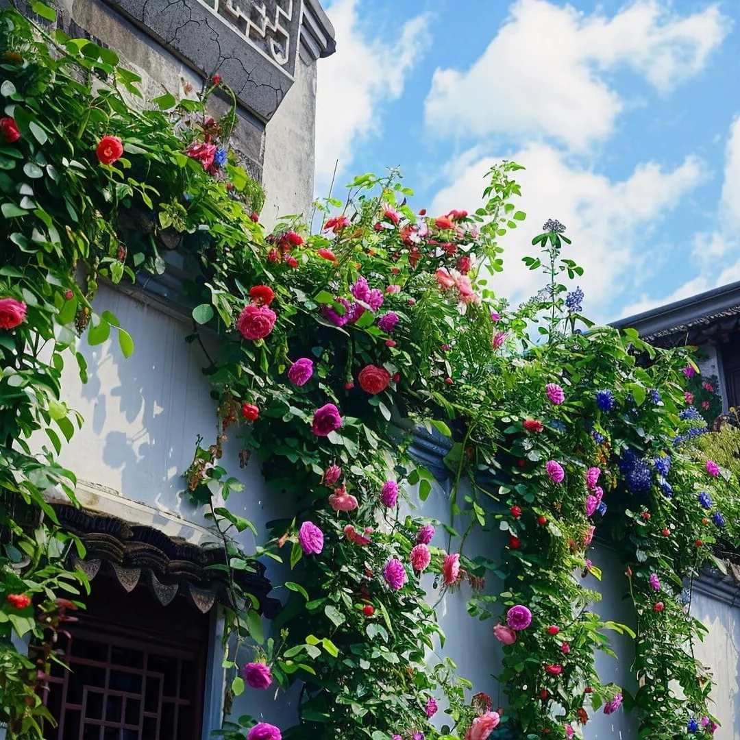 爬满鲜花藤蔓的白墙黛瓦建筑头像图片