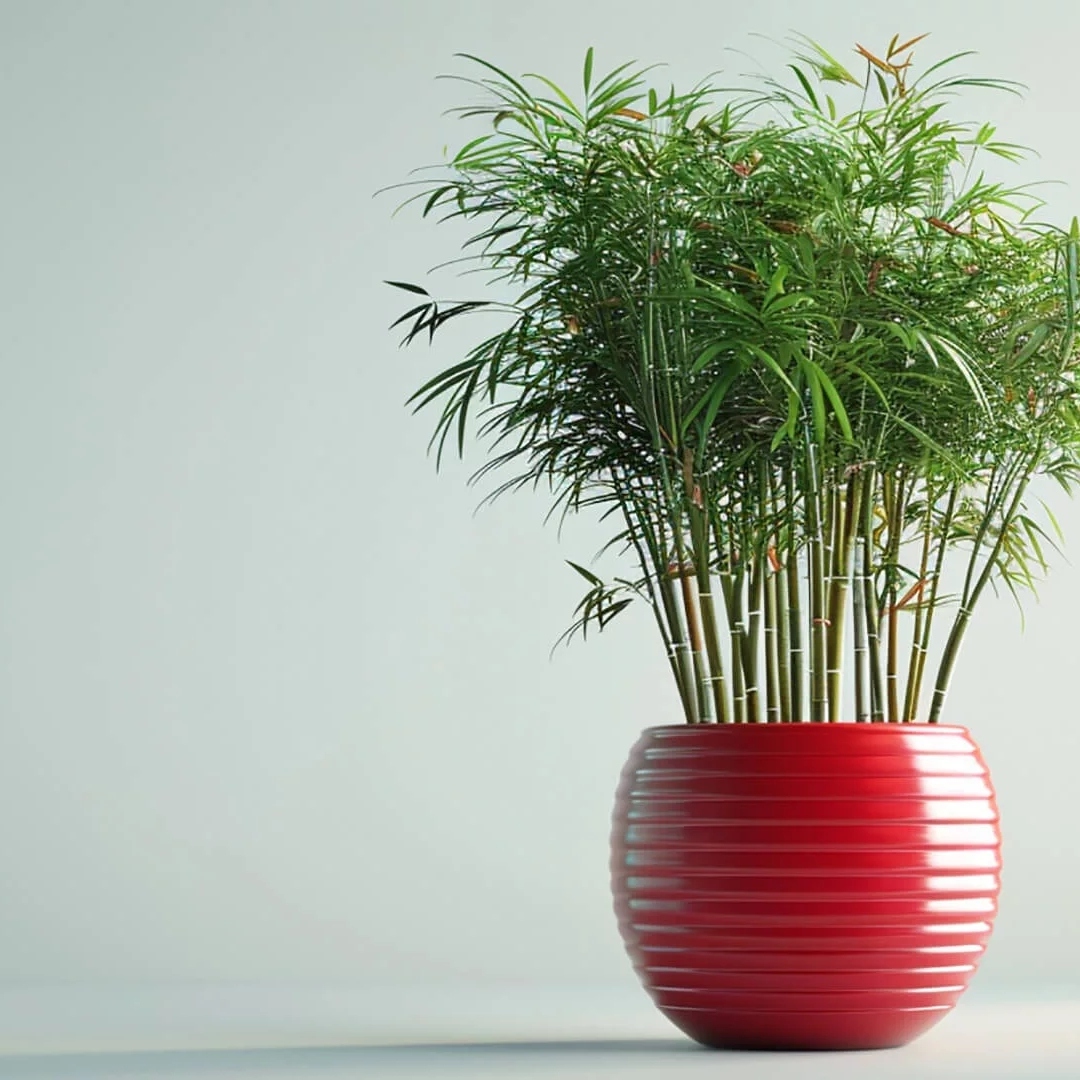 一盆栽种在红色花盆里的竹子头像图片